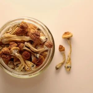 Golden Teacher Mushrooms For Sale online near me