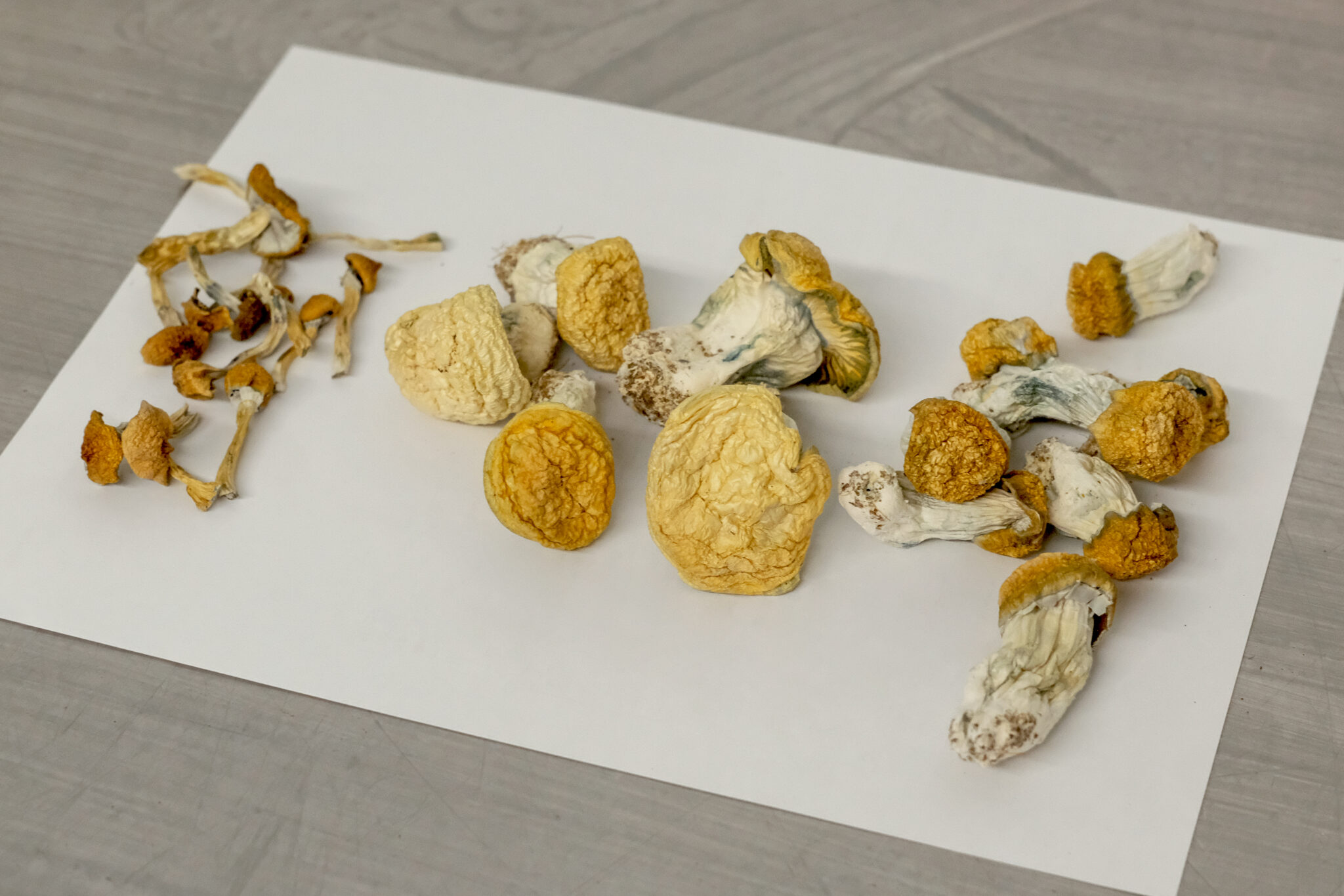 Psilocybe Cubensis for Sale online near me