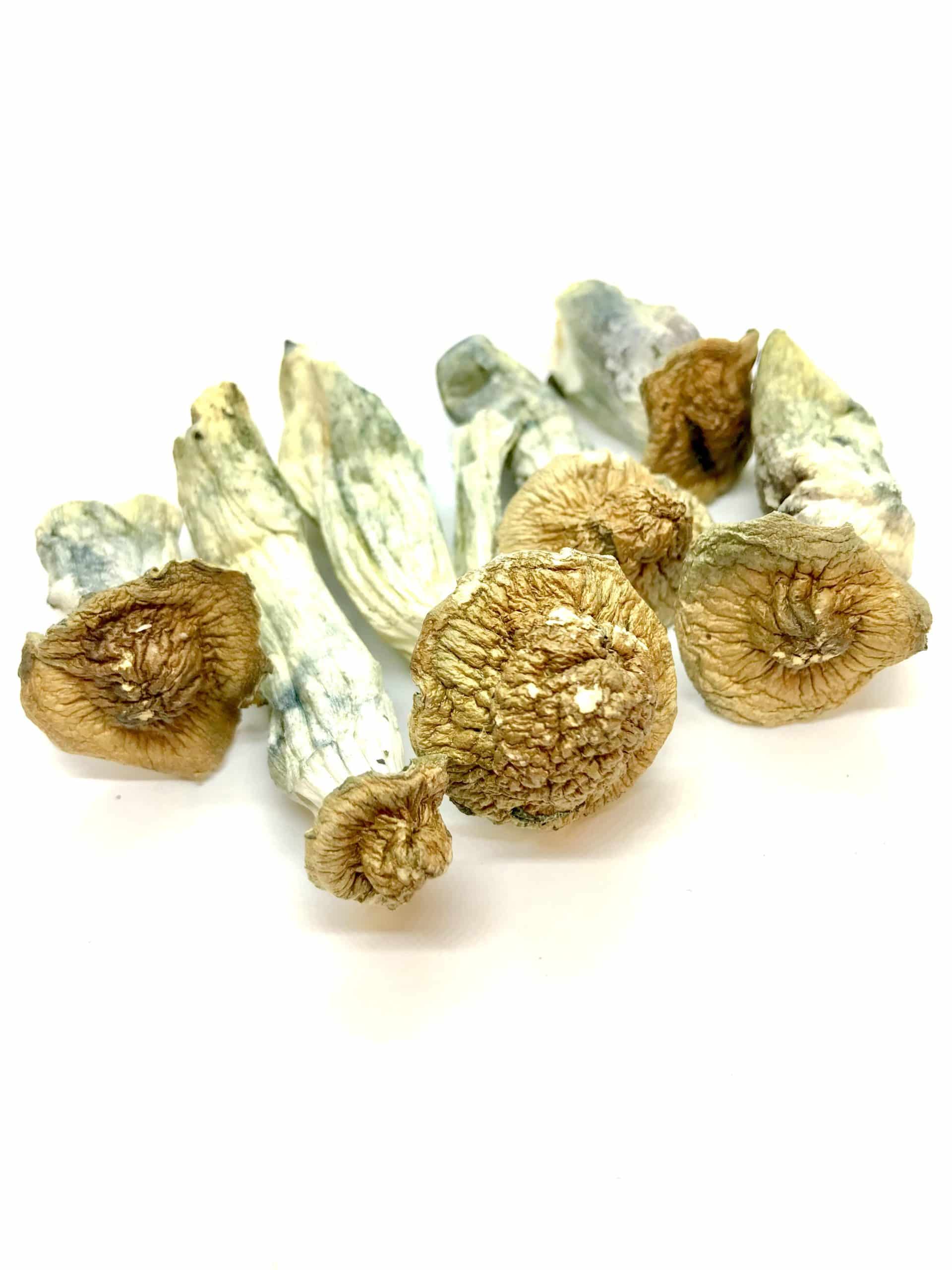 Psilocybe Cubensis for Sale - Image 2