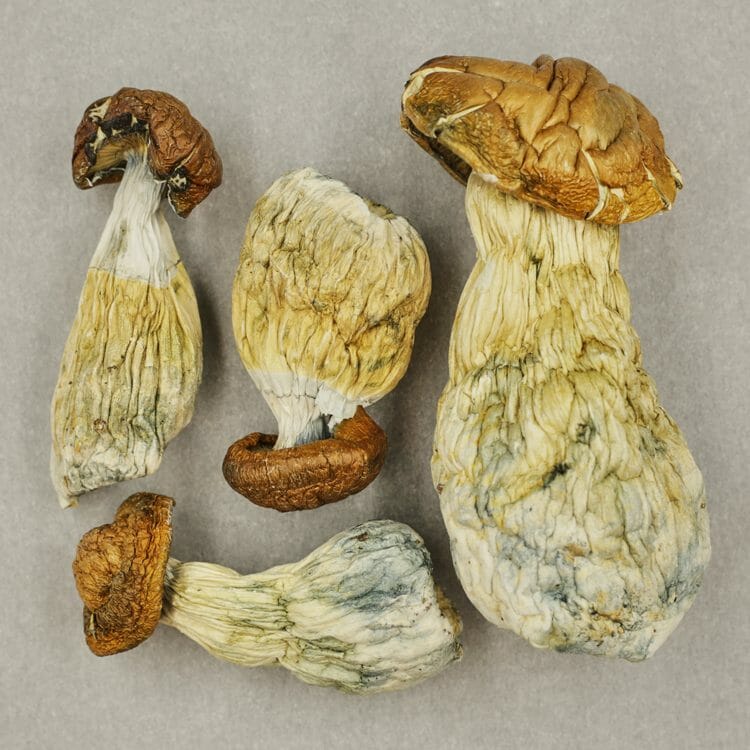 Psilocybe Cubensis for Sale - Image 3